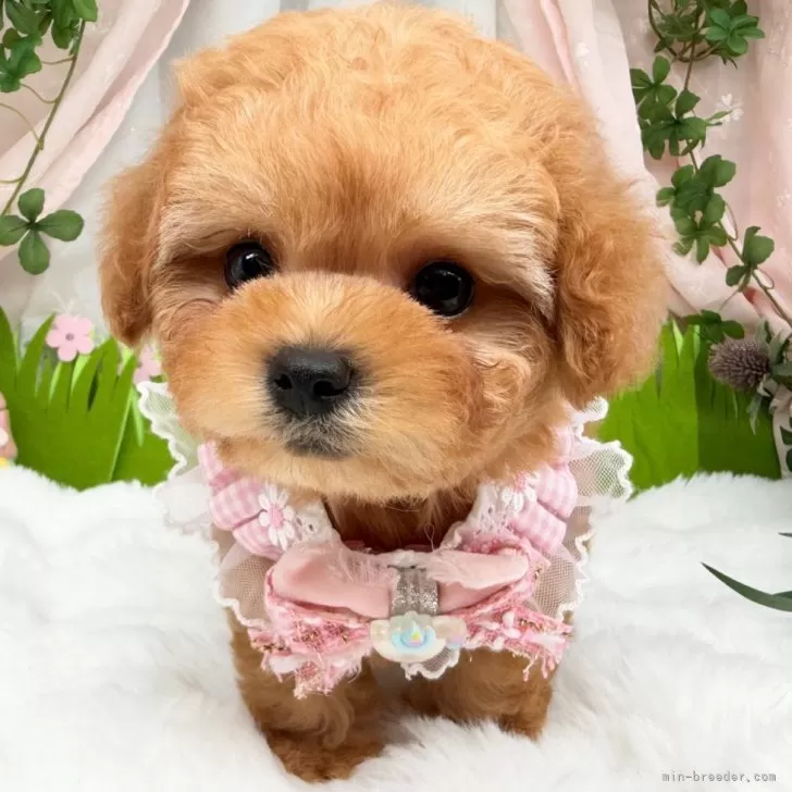 子犬の写真