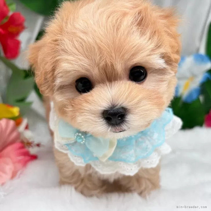子犬の写真