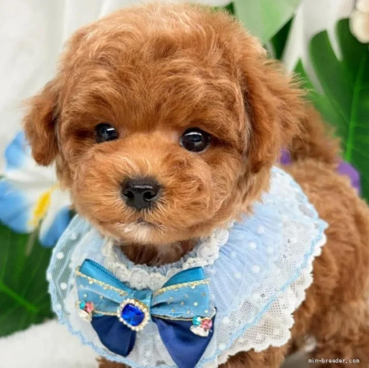 子犬の写真
