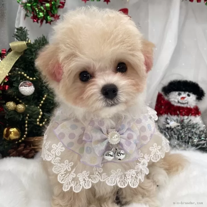 マルチーズの写真