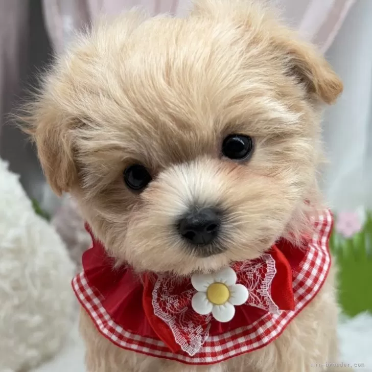 子犬の写真